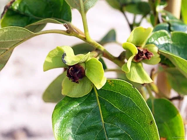 Diospyros Kaki Rojo Brillante Halfstam-2
