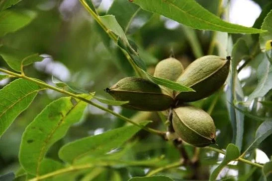 Carya Illinoinensis (Pecannoot)