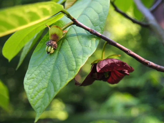 Asimina triloba Prima (Indianerbanane)