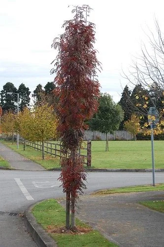 Sorbus Autumn Spire (Lijsterbes)-2