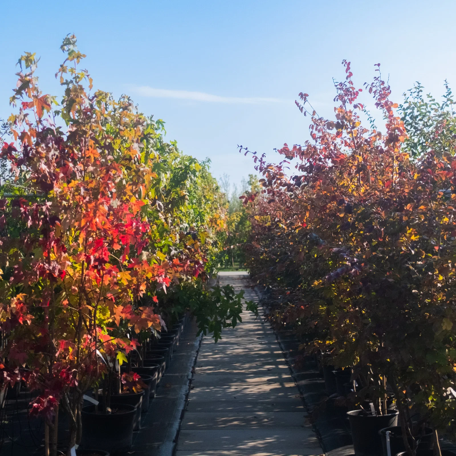 Liquidambar Styraciflua Worplesdon Meerstammig (Amberboom)-8