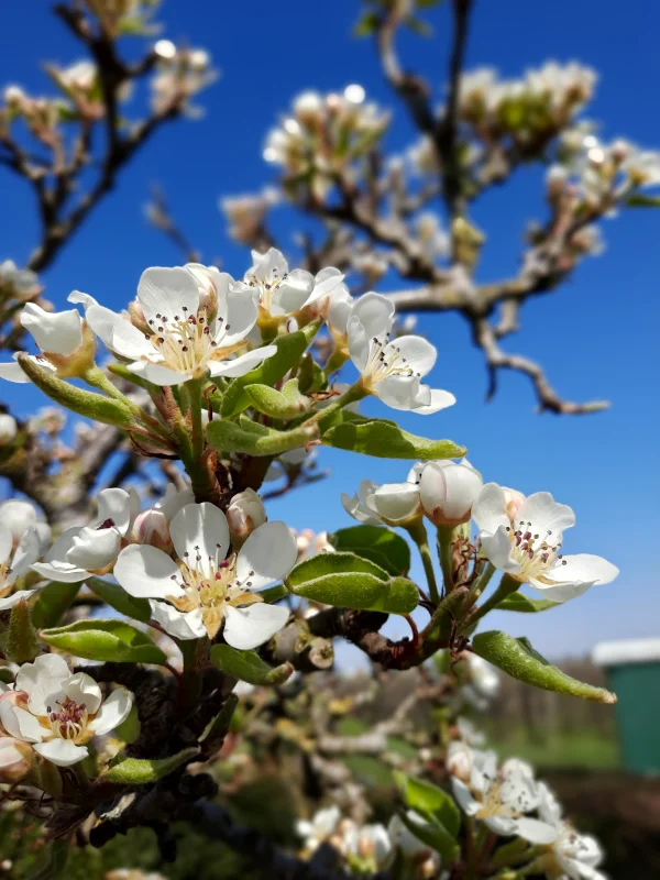 Oude Vruchtpeer (Pyrus c. Conference)-11