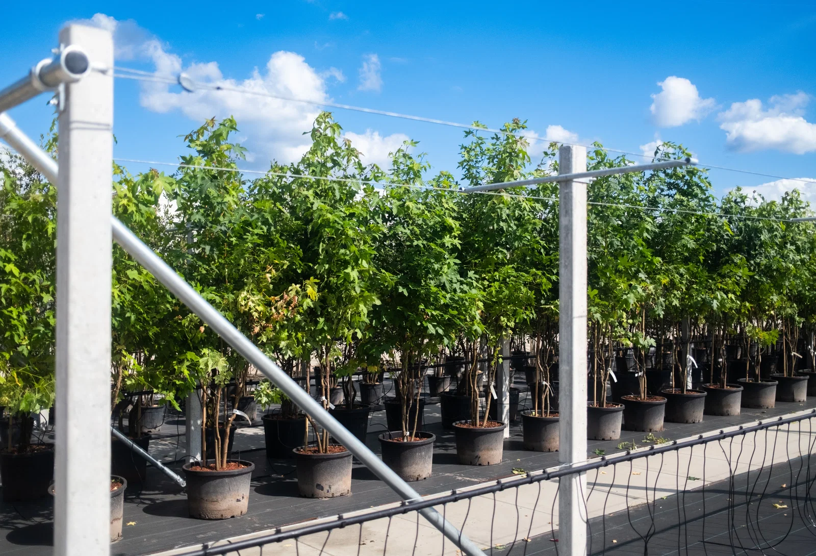 Liquidambar Styraciflua Worplesdon Meerstammig (Amberboom)-3