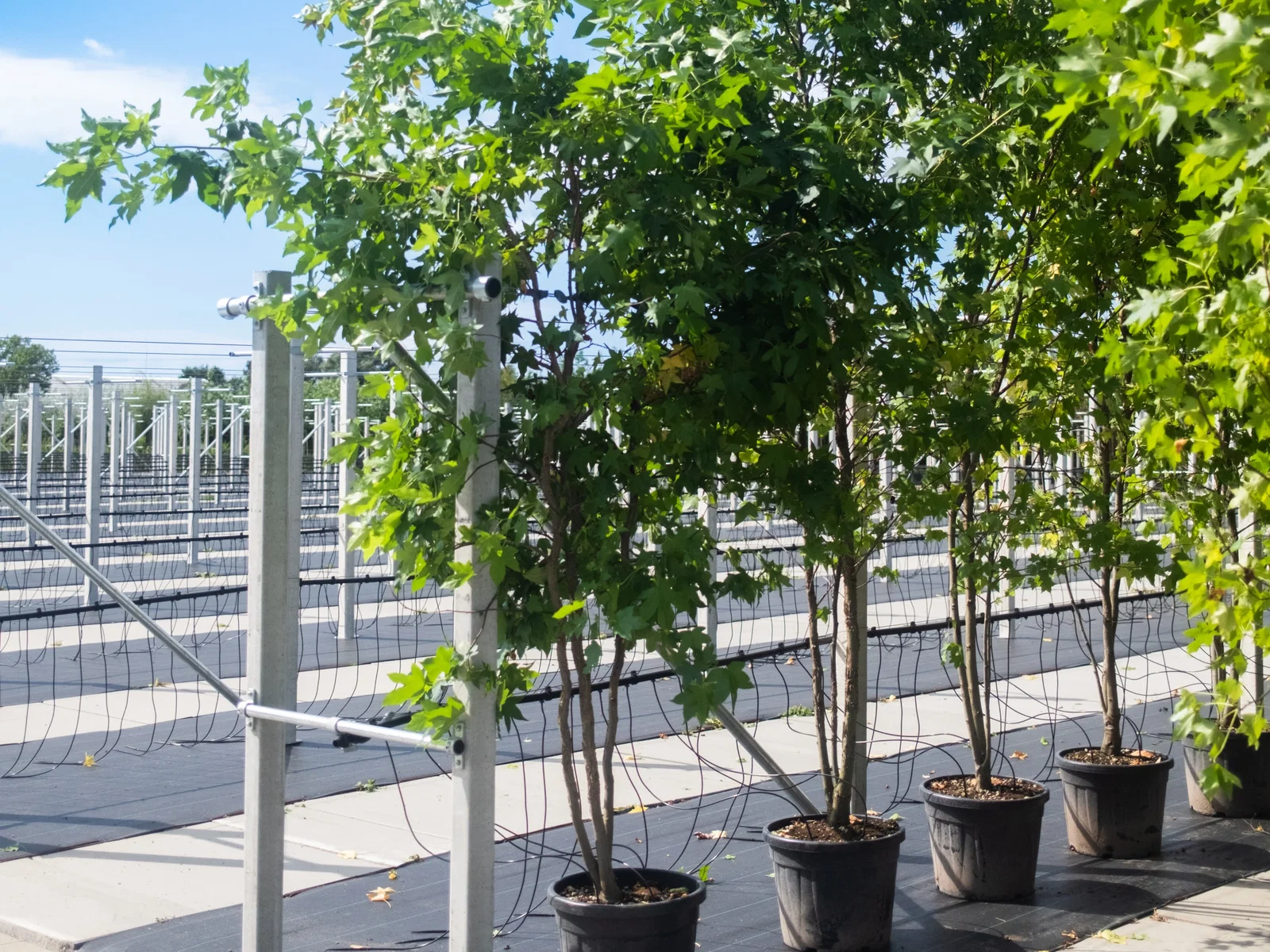 Liquidambar Styraciflua Worplesdon Meerstammig (Amberboom)-2