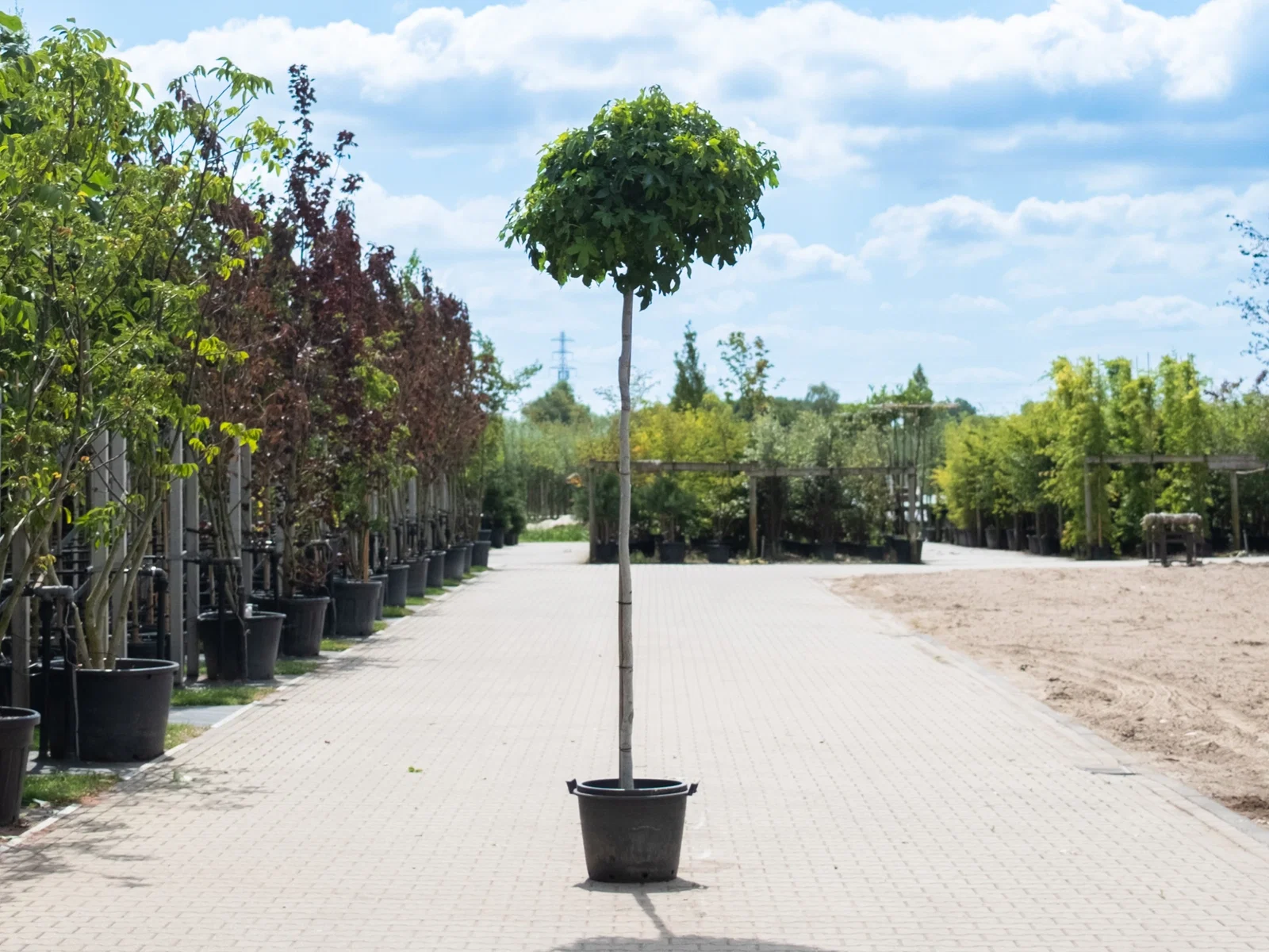 Liquidambar Styraciflua Gumball (Kugelamberbaum)-1