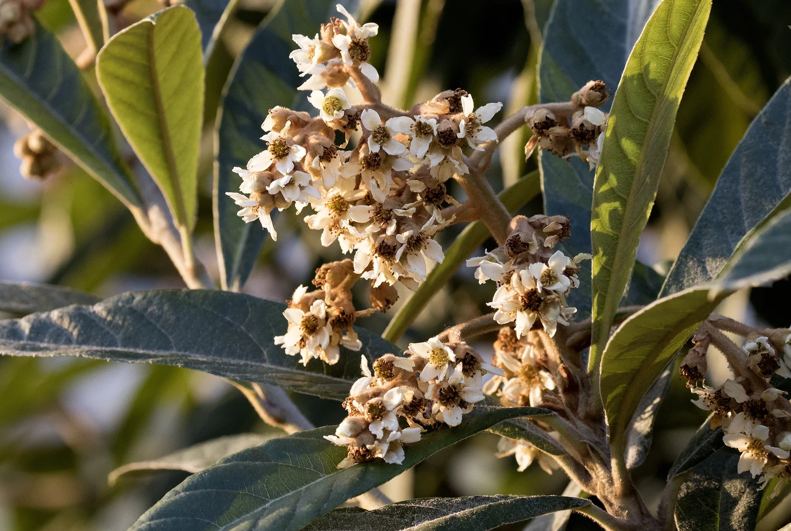 Eriobotrya Japonica Tanaka (Japanse Wolmispel)-2
