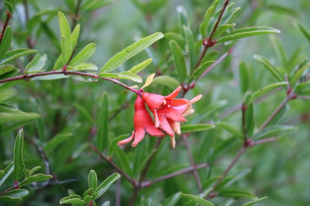 Punica granatum Fina Tendral Halfstam (Granaatappelboom)-2