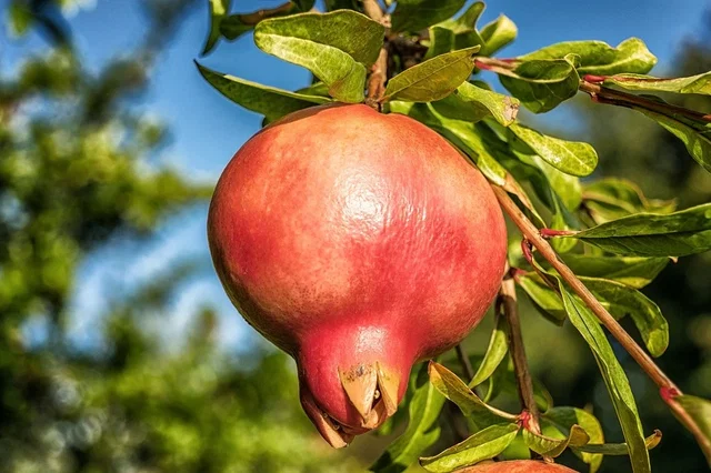 Punica granatum Fina Tendral Halfstam (Granaatappelboom)