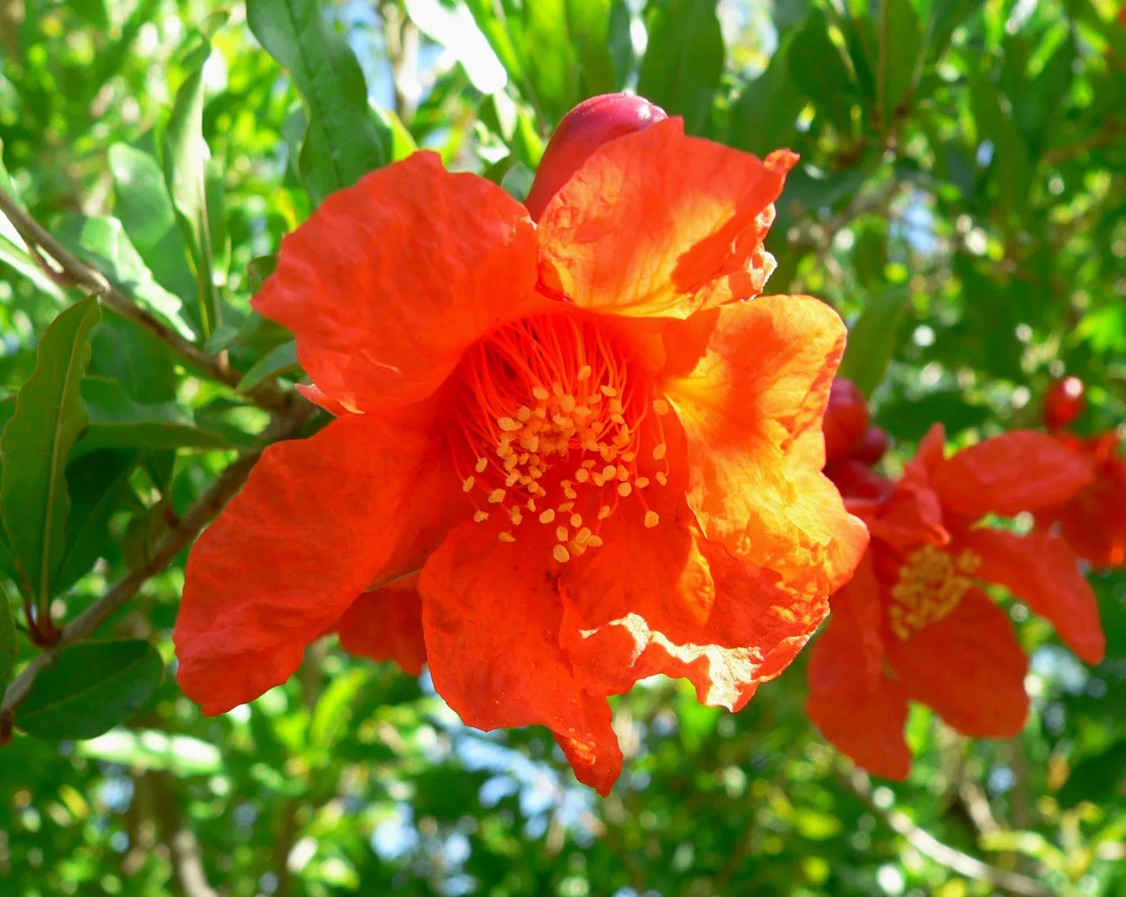 Punica granatum Fina Tendral Halfstam (Granaatappelboom)-3