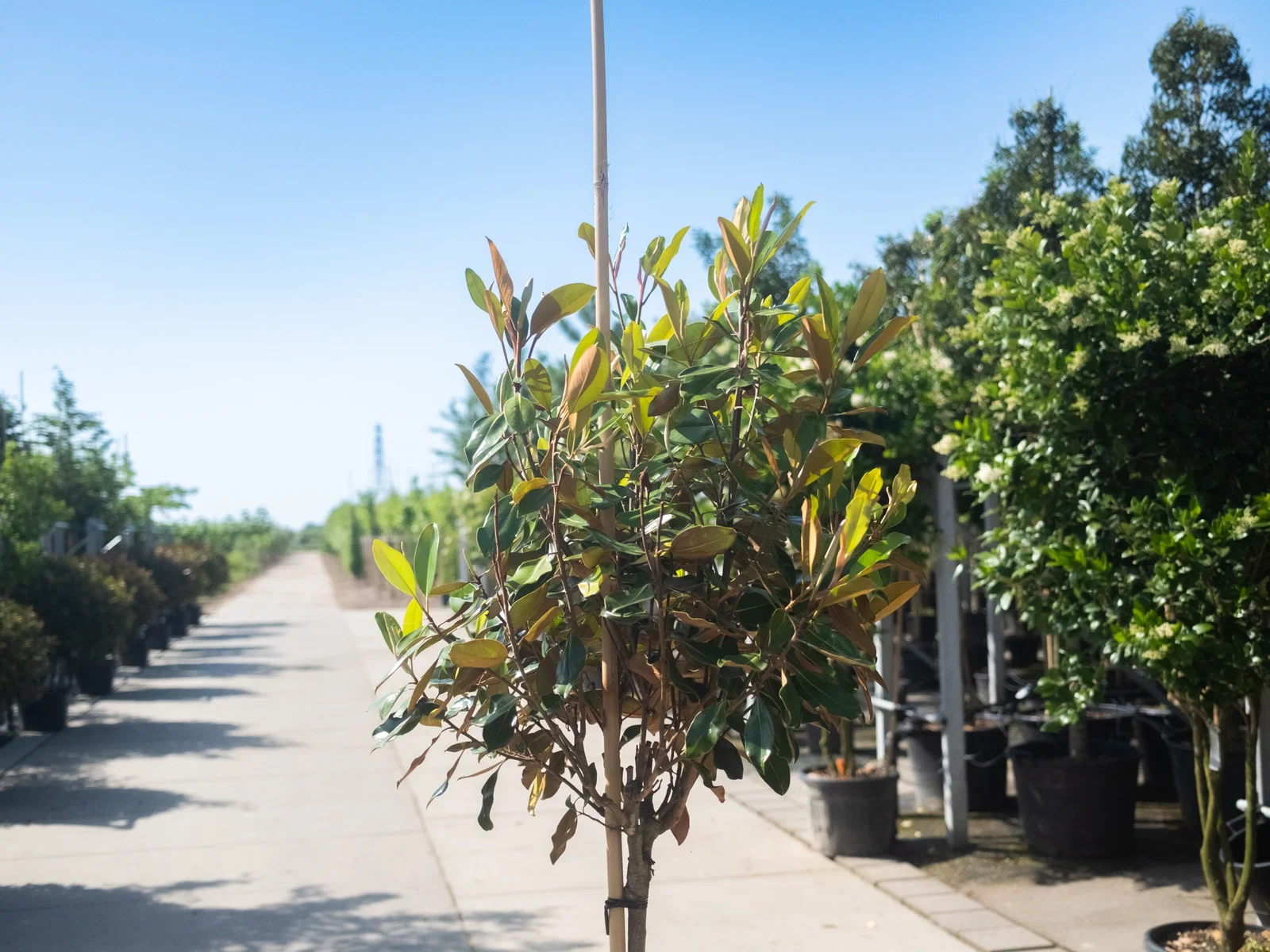 Magnolia Grandiflora Halbstamm (Biberbaum / Tulpenbaum)-5