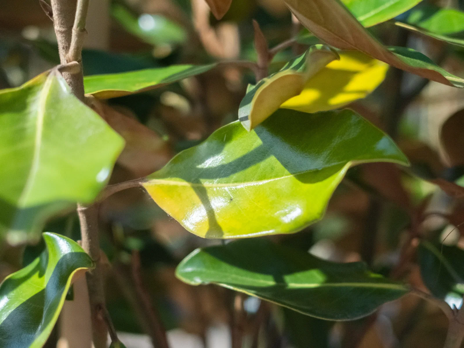 Magnolia Grandiflora Halbstamm (Biberbaum / Tulpenbaum)-7