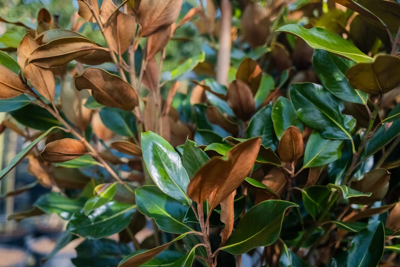 Magnolia Grandiflora Halbstamm (Biberbaum / Tulpenbaum)-8