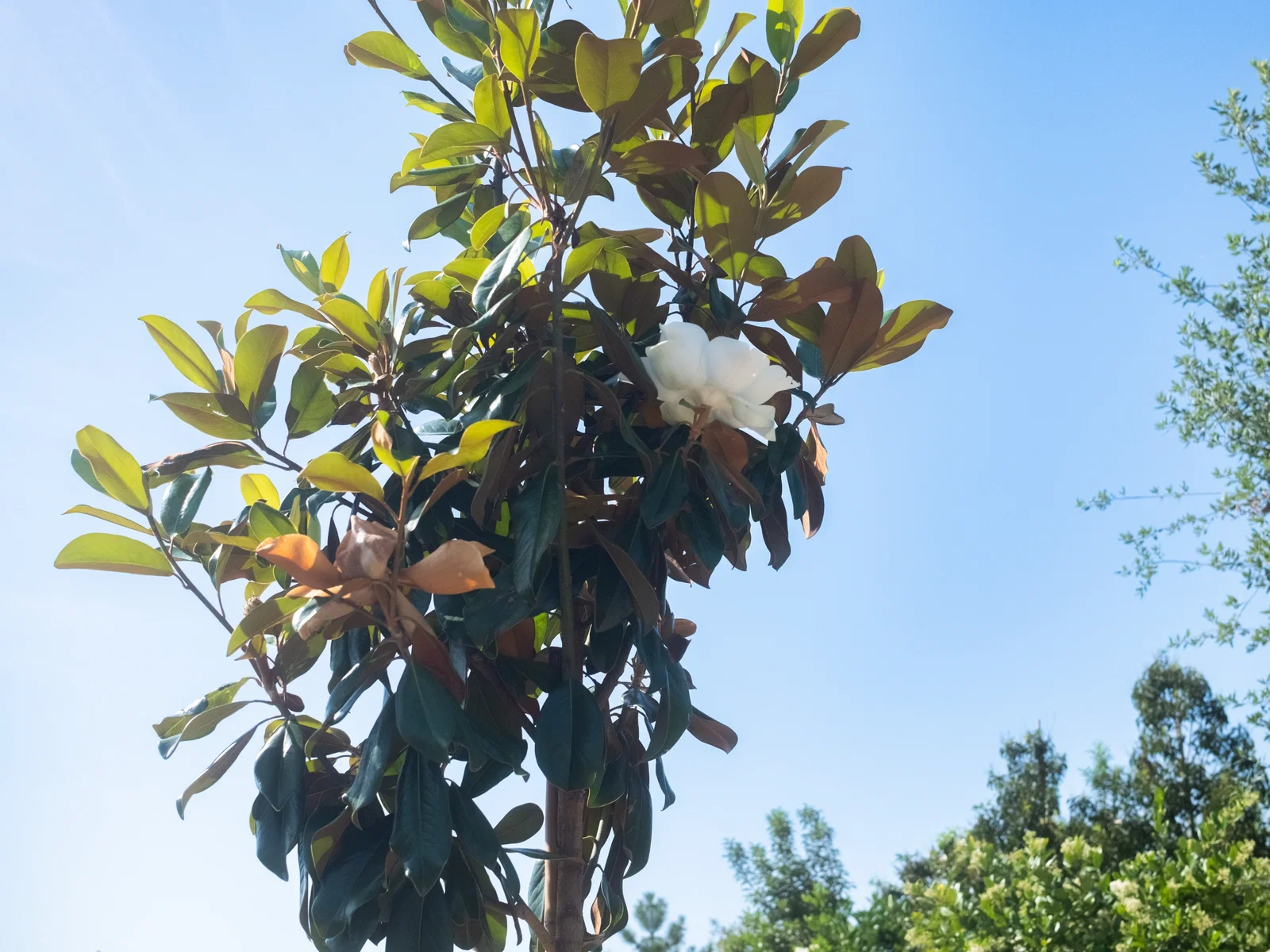 Magnolia Grandiflora Halbstamm (Biberbaum / Tulpenbaum)-6
