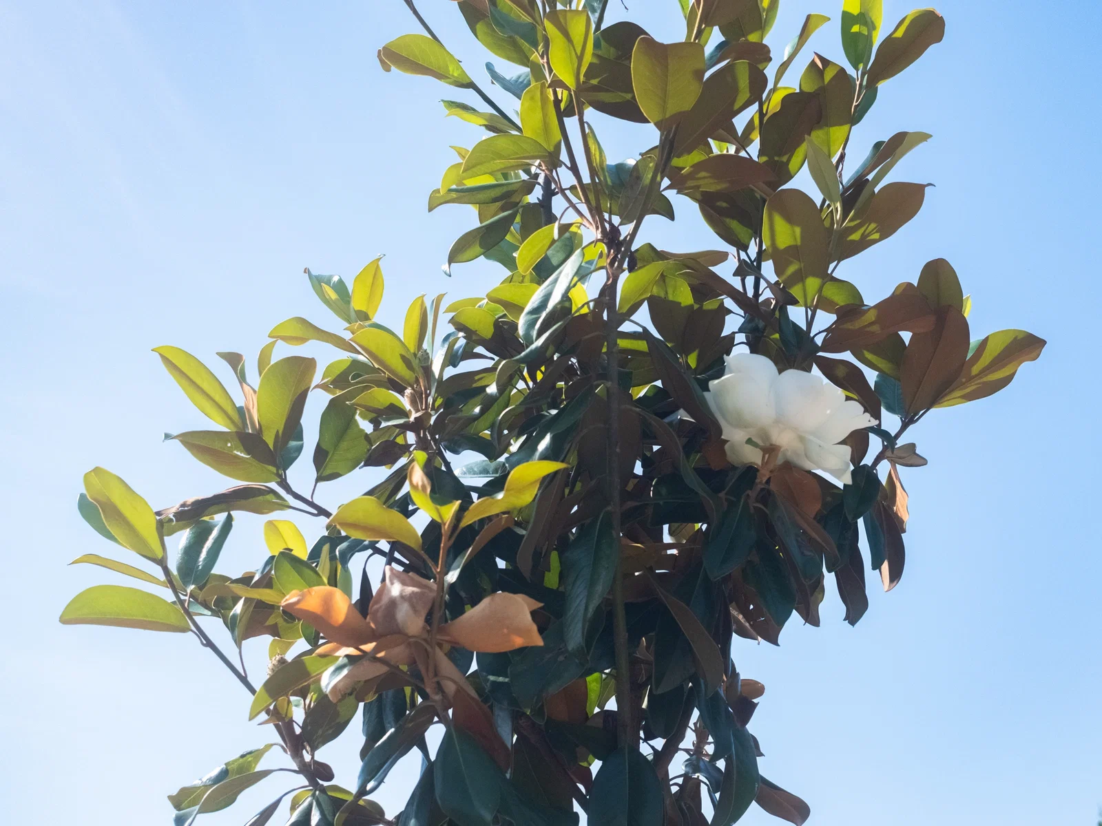 Magnolia Grandiflora Halbstamm (Biberbaum / Tulpenbaum)-2