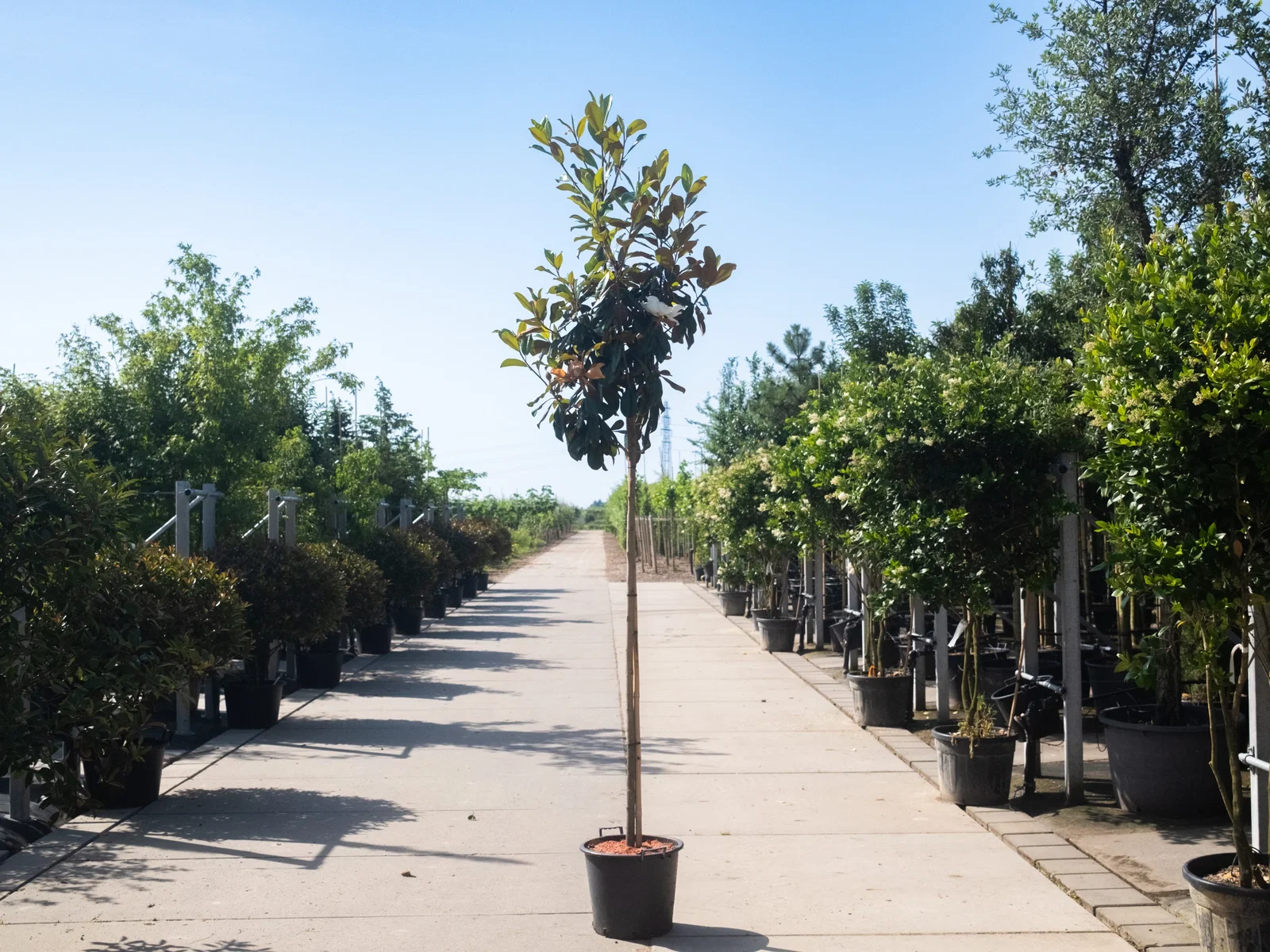 Magnolia Grandiflora (Groenblijvende Tulpenboom / Beverboom)-2