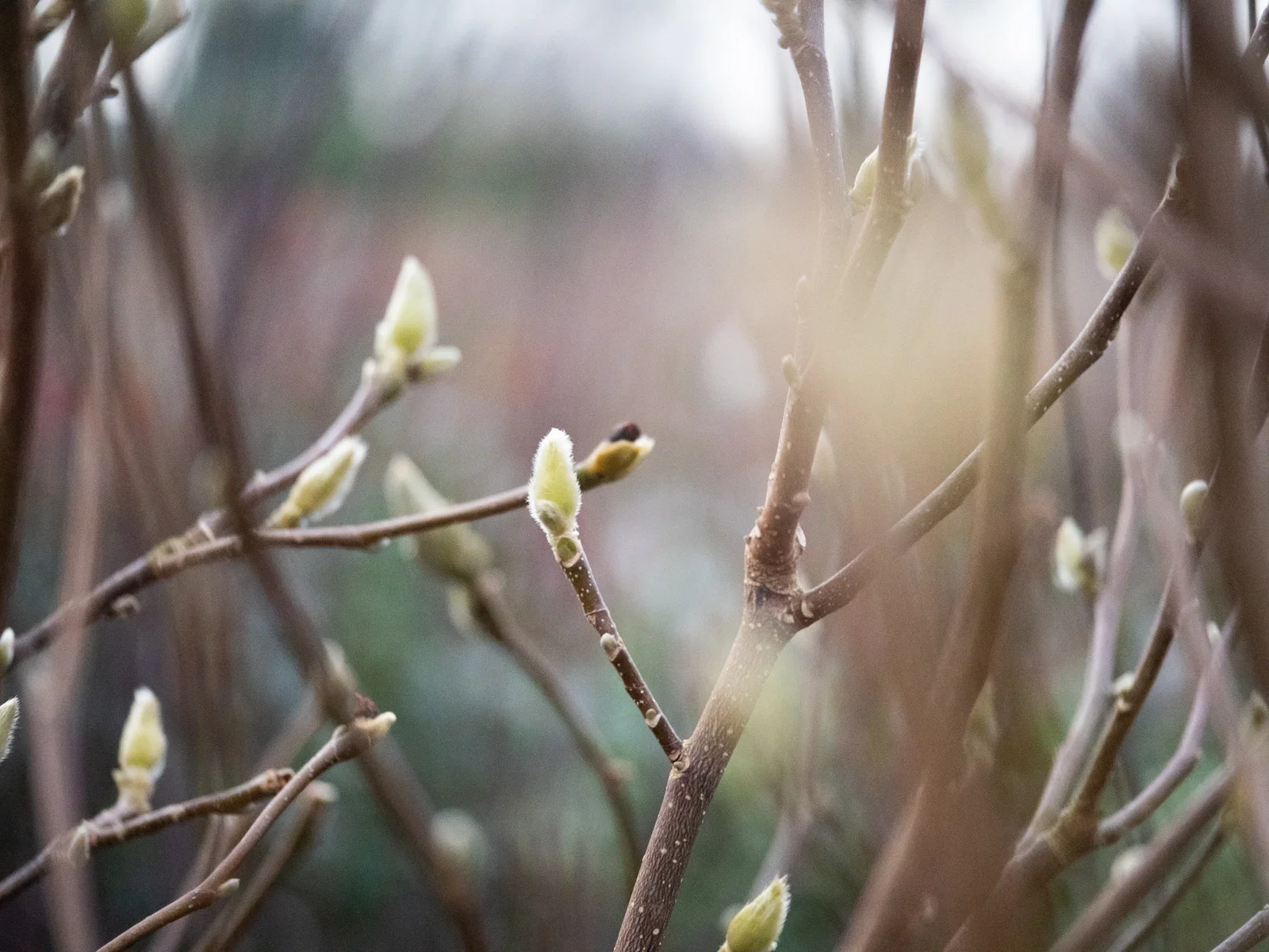 Magnolia Susan Strauch (Tulpen-Magnolie)-3