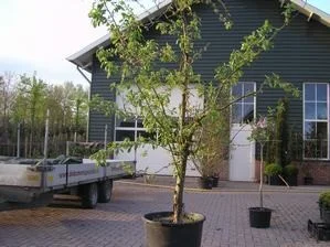 Prunus avium Lapins (Oude Vruchtkers)