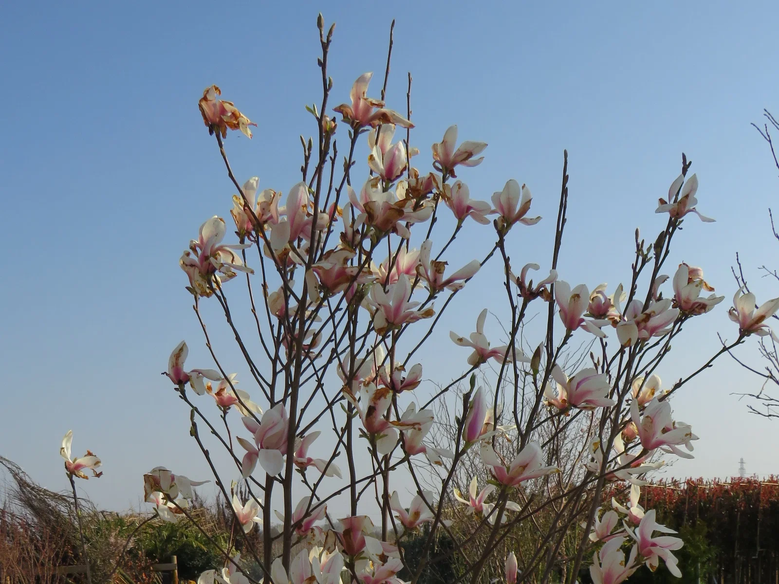 Magnolia Soulangeana Strauch (Tulpen-Magnolie)-2