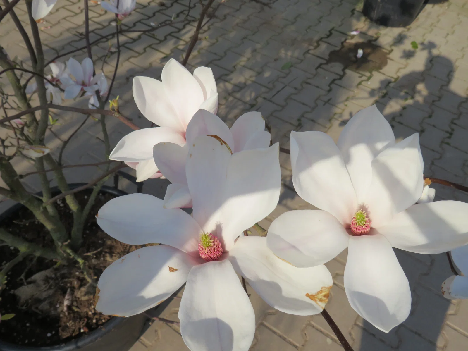 Magnolia Soulangeana Strauch (Tulpen-Magnolie)-1