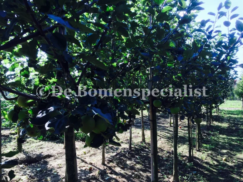Vruchtappel Halfstam Zwaar (Malus domestica Elstar)
