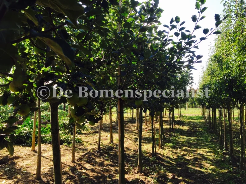 Vruchtappel Halfstam Zwaar (Malus domestica Elstar)-3