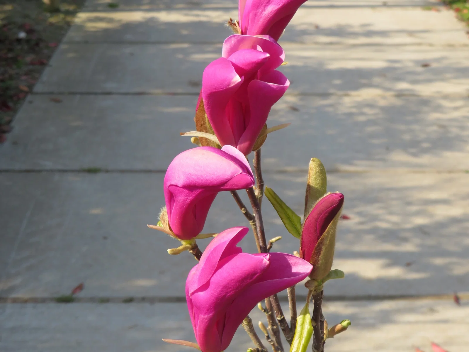 Magnolia Susan Strauch (Tulpen-Magnolie)-4