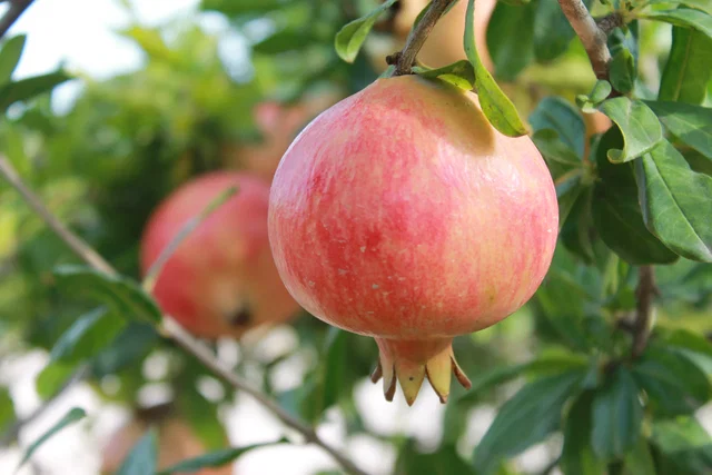 Punica Granatum Mollar de Elche Halbstamm (Granatapfelbaum)