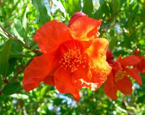 Punica Granatum Mollar de Elche Halfstam (Granaatappelboom)-2