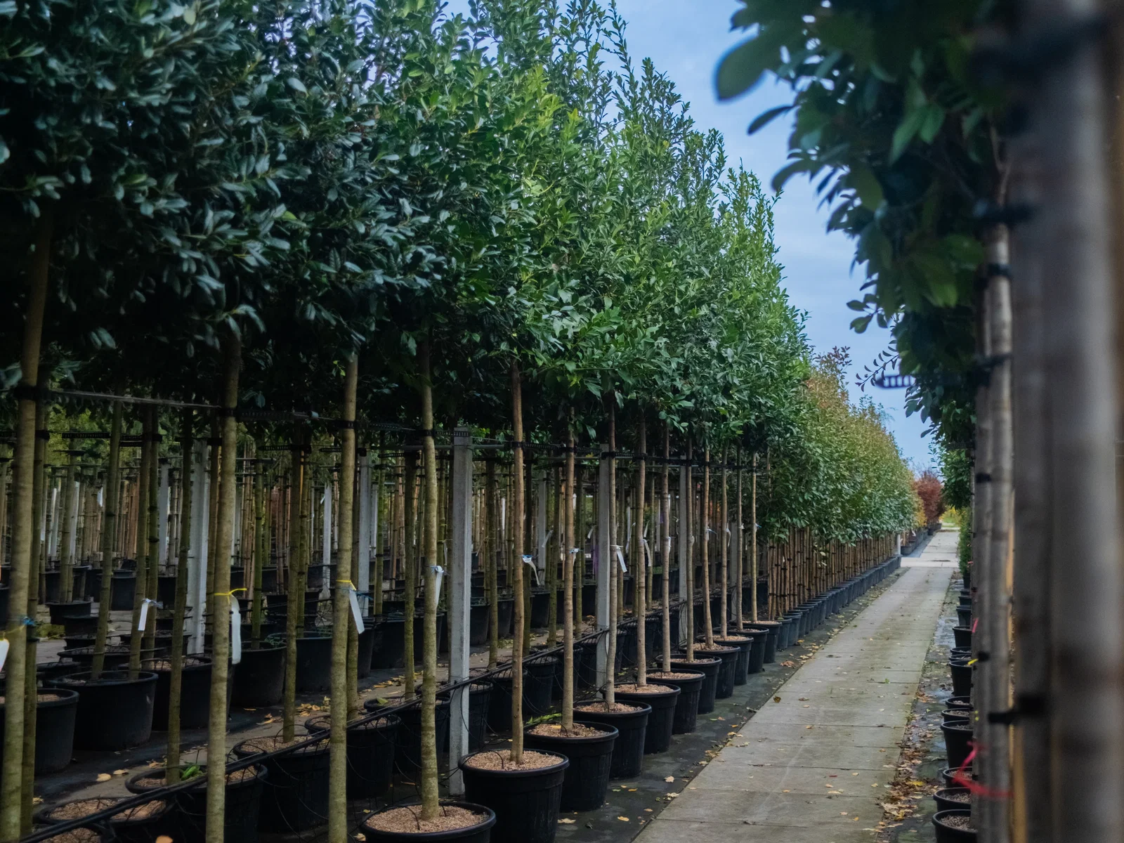 Ilex aquifolium Castaneifolia (Kastanjebladige Hulst)-3