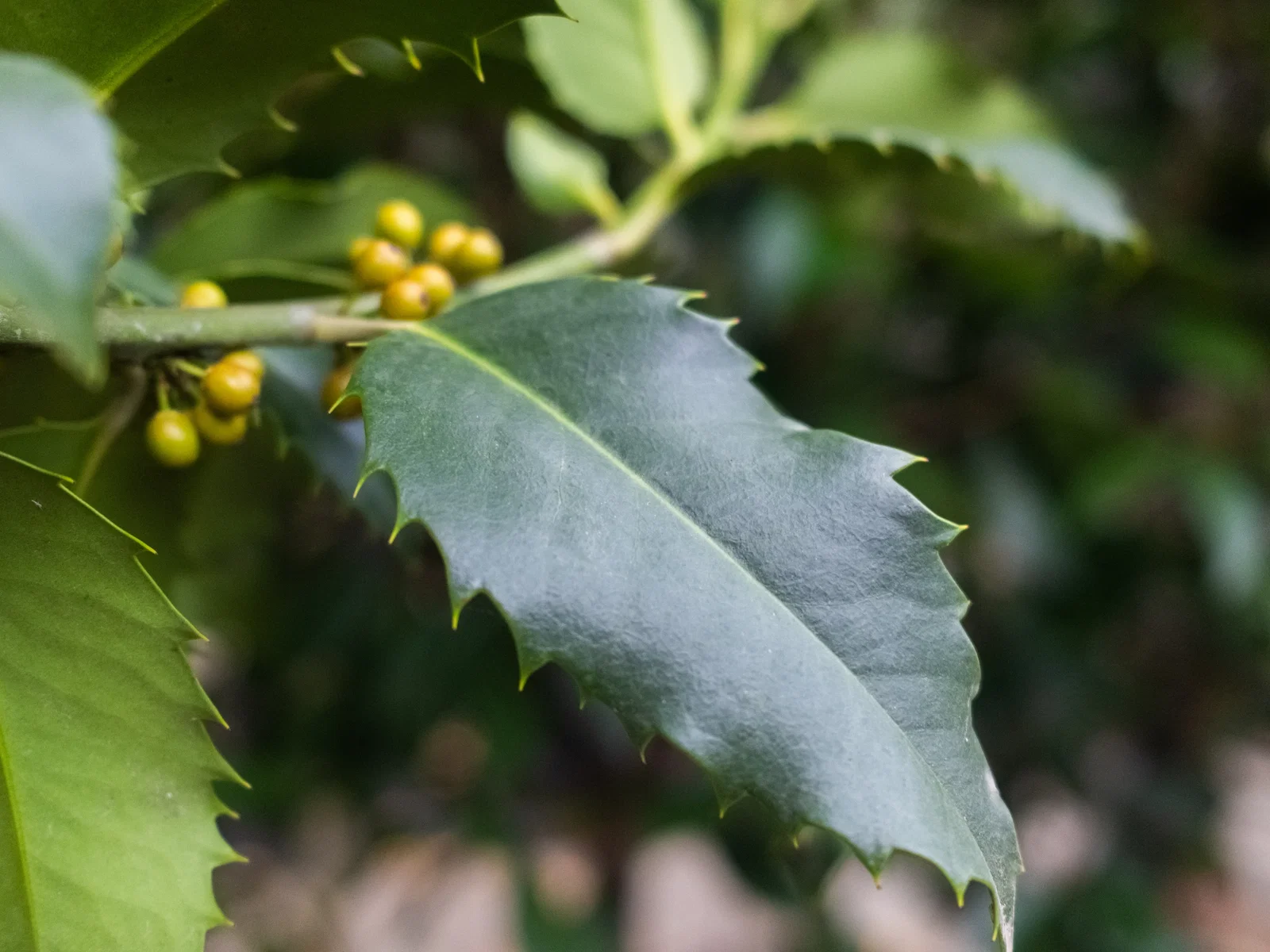 Ilex aquifolium Castaneifolia (Kastanjebladige Hulst)-4