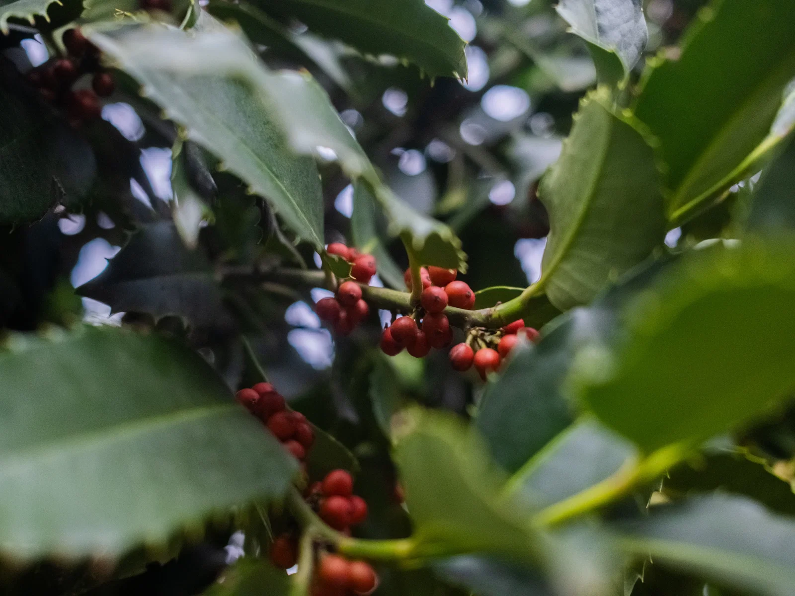 Ilex aquifolium Castaneifolia (Kastanjebladige Hulst)-2