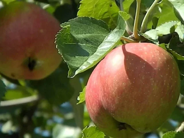 Vruchtappel Halfstam Zwaar (Goudreinet) Vruchtappel Halfstam Zwaar (Goudreinet)
