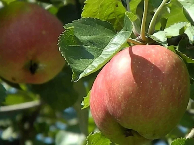 Vruchtappel Halfstam Zwaar (Goudreinet)
