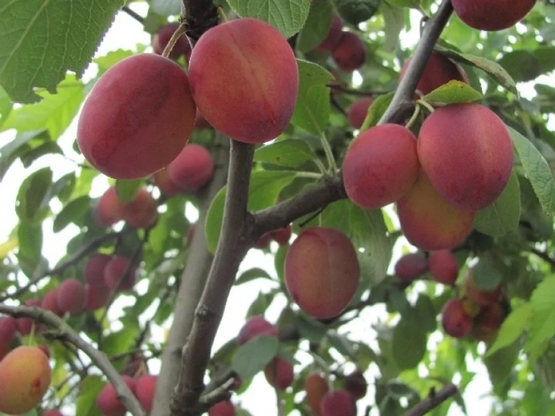 Vruchtpruim Halfstam Zwaar (Prunus d. Victoria)-3