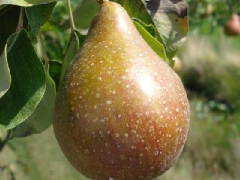 Vruchtpeer Halfstam Zwaar (Gieser Wildeman)