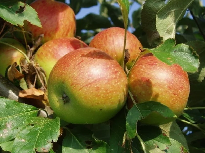 Malus domestica Benoni Leivorm (Benoni Appelboom)