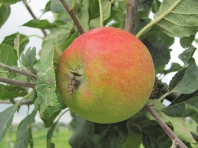 Malus domestica Bloemeezoet (Zoete Appel)-3