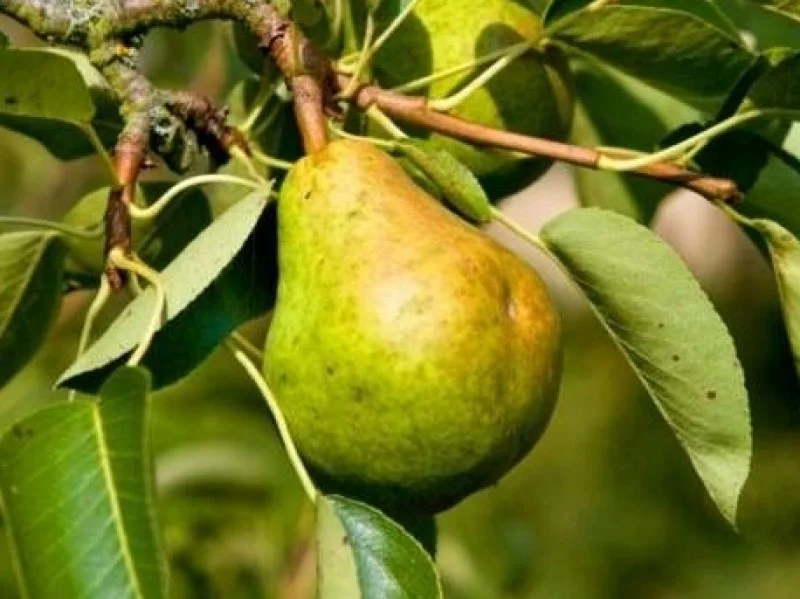 Pyrus c. Kruidenierspeer (Handpeer)-3