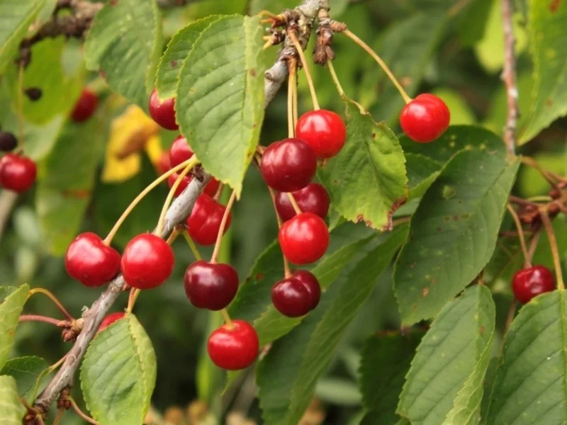Prunus avium Early Rivers (Vroege Duitser)-2