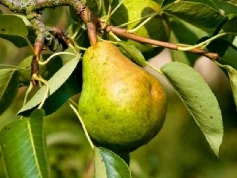 Leipeer Pyrus Communis Kruidenierspeer (Zelfbestuivende Perenboom)