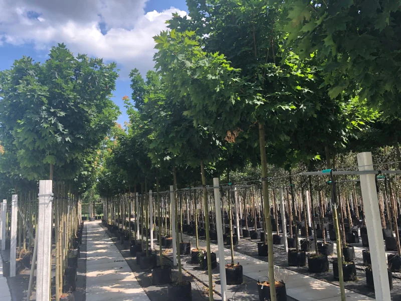 Acer Platanoides Globosum (Bolesdoorn)