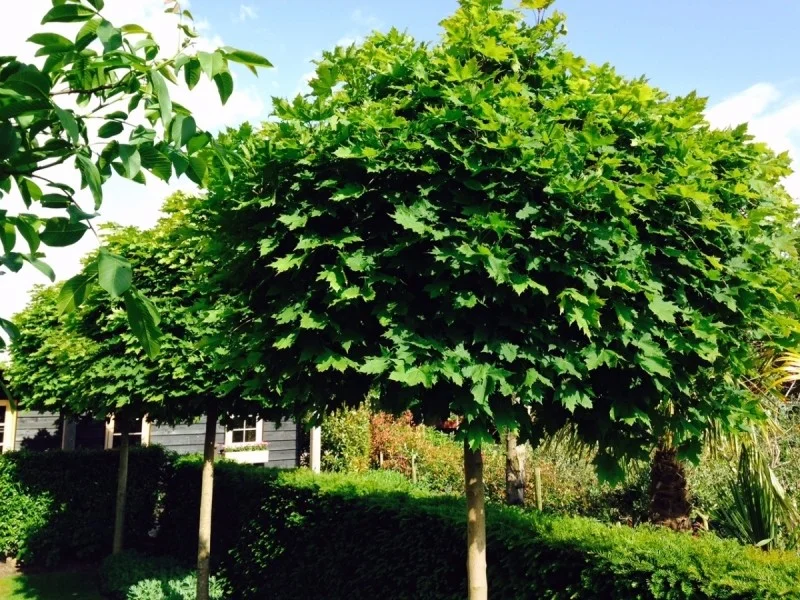Acer Platanoides Globosum (Bolesdoorn)
