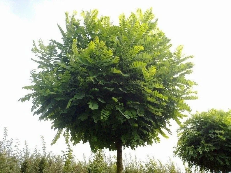 Robinia Umbraculifera (Bolacacia)-1