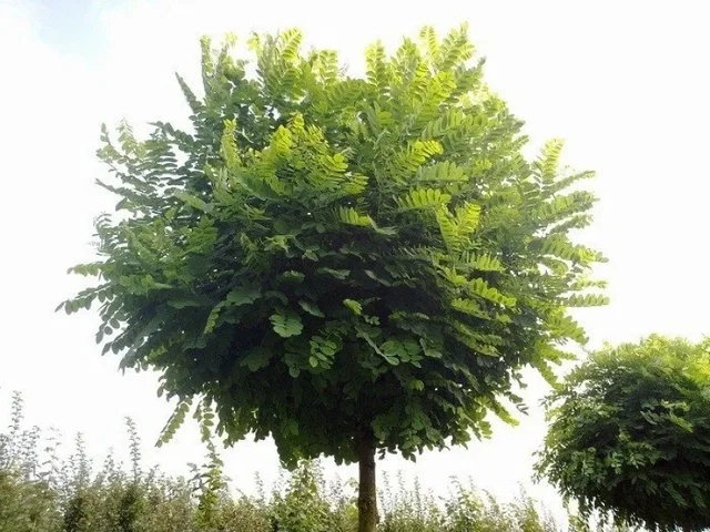 Robinia Umbraculifera (Kugelakazie)